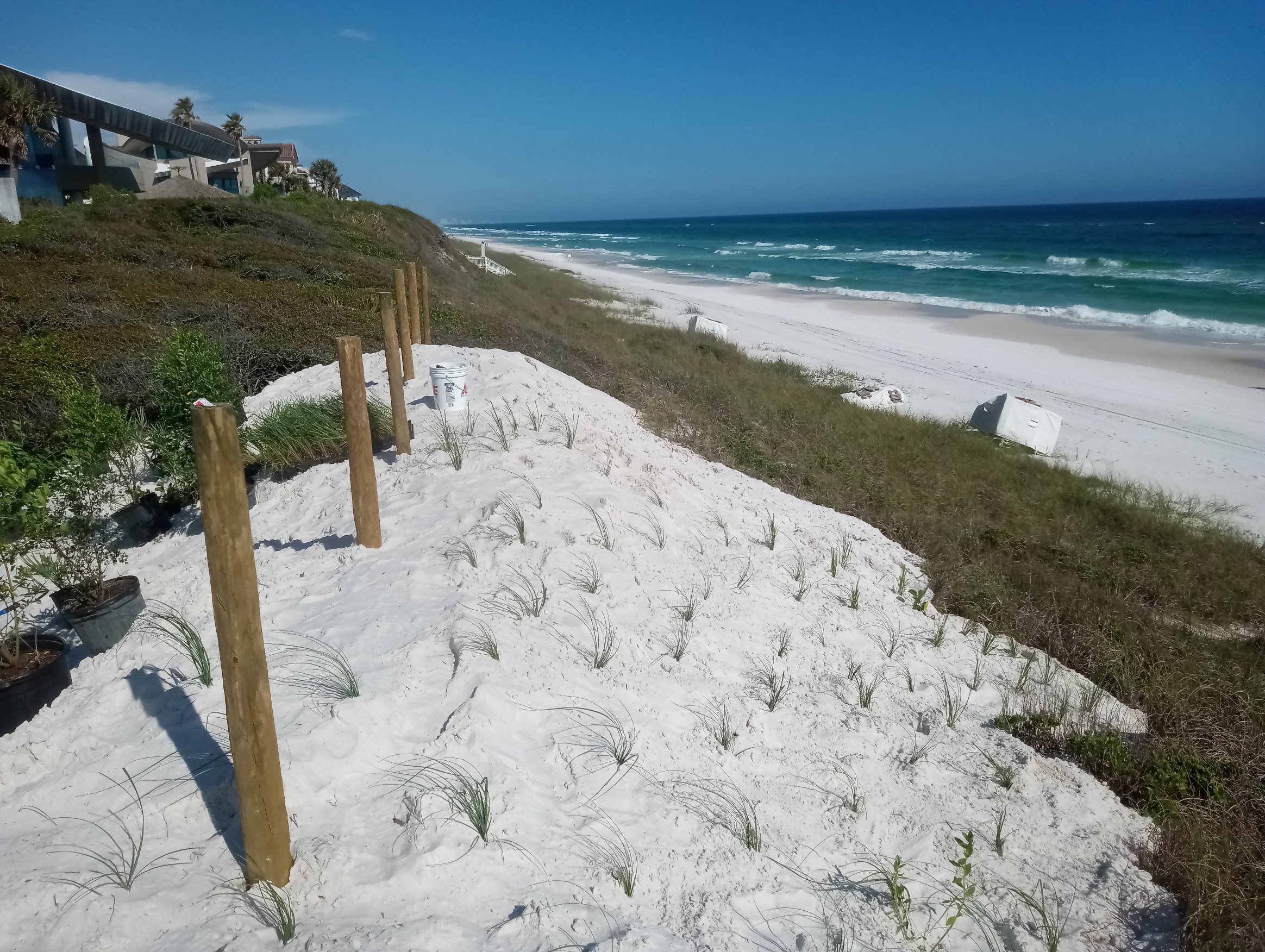 Sand accumulating around coastal sand fences as native vegetation helps stabilize a developing dune