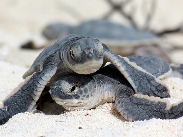 How You Can Help Save Baby Sea Turtles