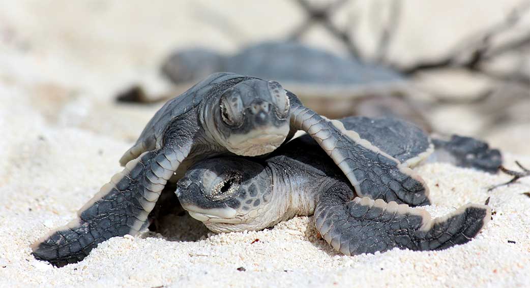 As baby turtles emerge, some tips to keep them safe