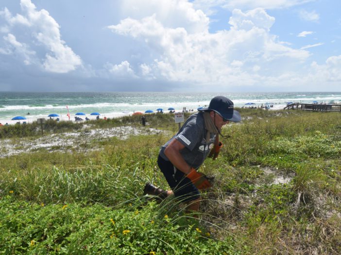 Dune Technician work on coastal dune in Destin, Florida