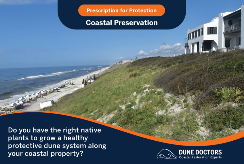 Alys Beach invested in a diverse sampling of native coastal vegetation for their dune ecosystem.