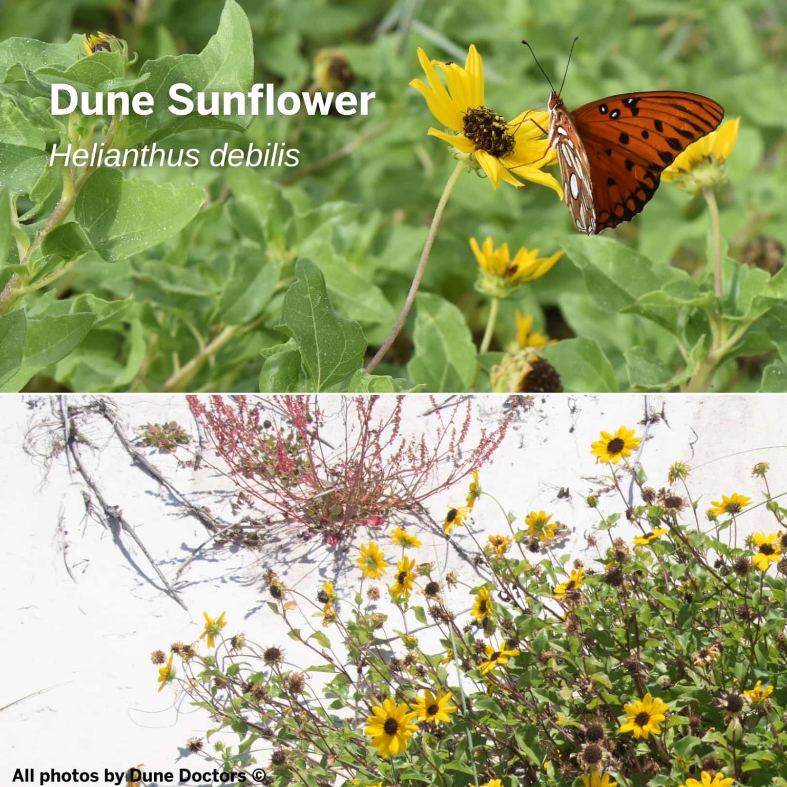 9 Coastal Plants that Restore and Stabilize Coastal Dunes