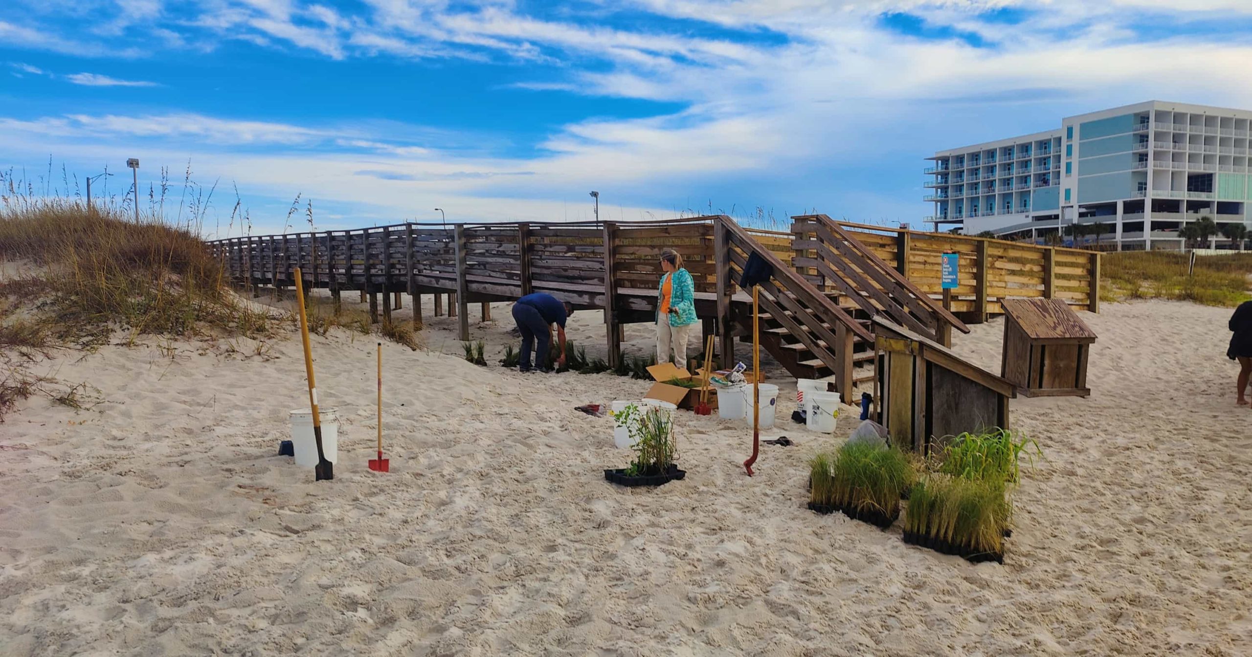 Dune Doctors organizes coastal vegetation to be installed 